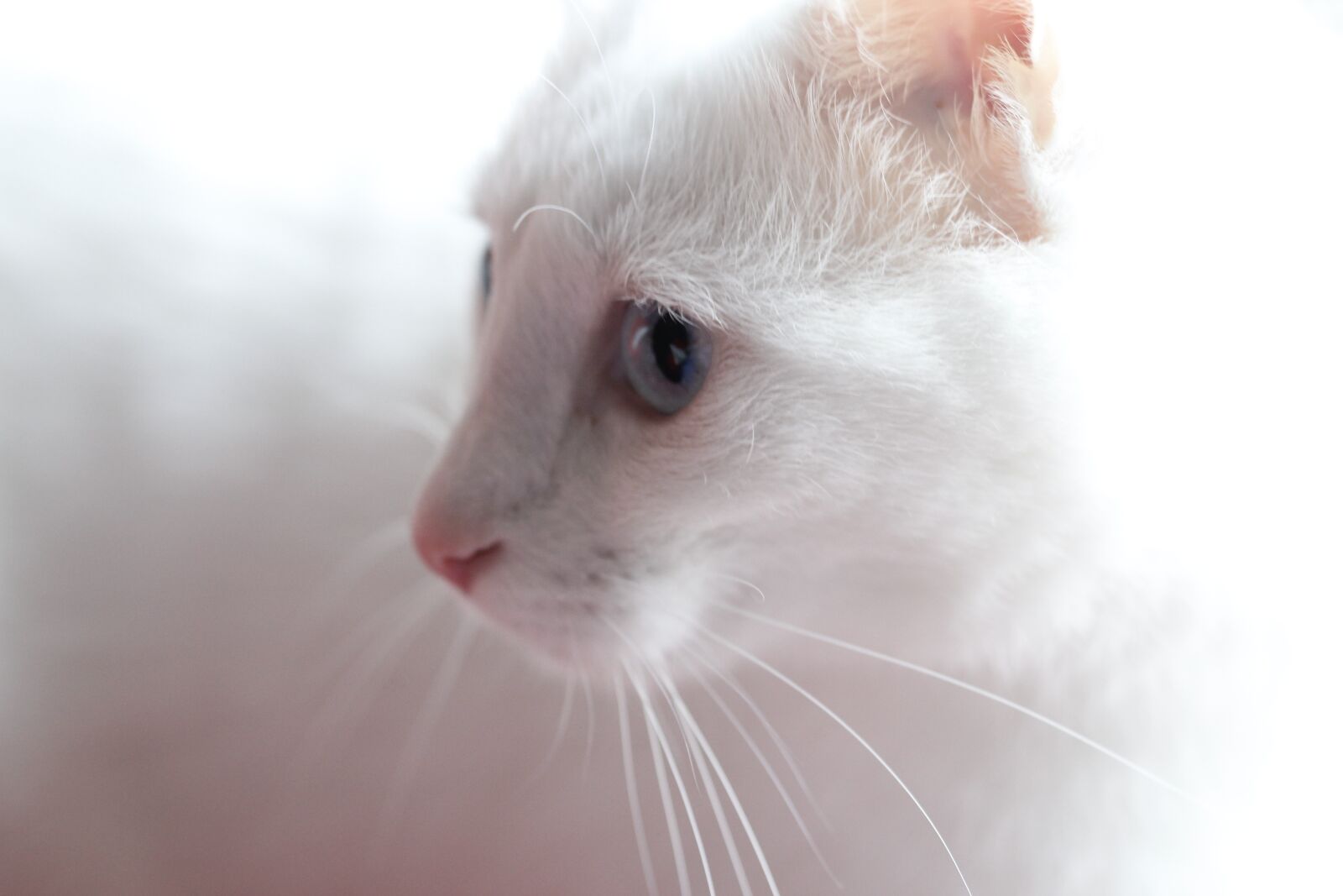 Canon EOS 550D (EOS Rebel T2i / EOS Kiss X4) sample photo. Cat, animal, animal portrait photography