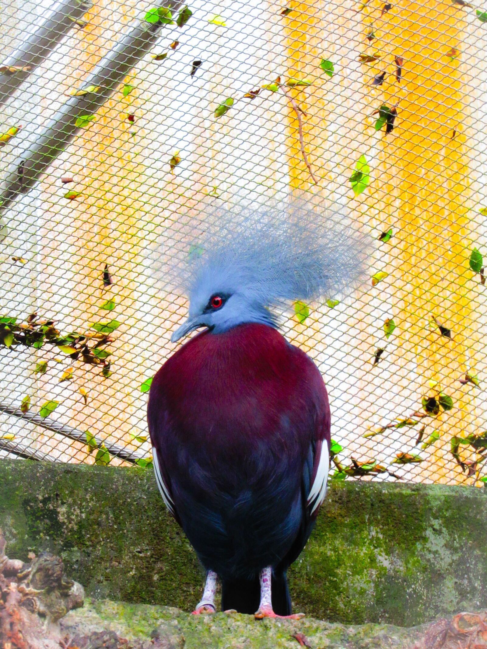 Canon PowerShot SX530 HS sample photo. Bird, animal, hong kong photography