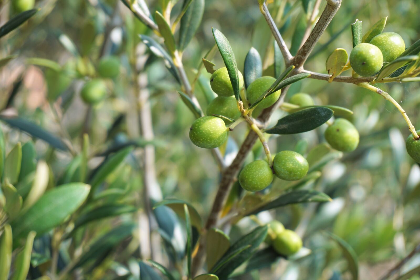 Sony a6000 sample photo. Olives, olive tree, olive photography