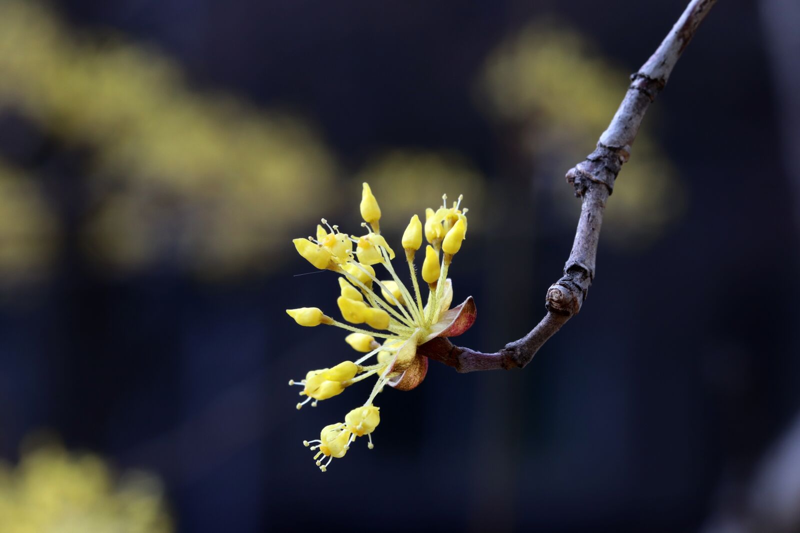 Canon EOS 800D (EOS Rebel T7i / EOS Kiss X9i) sample photo. Spring, spring flowers, nature photography