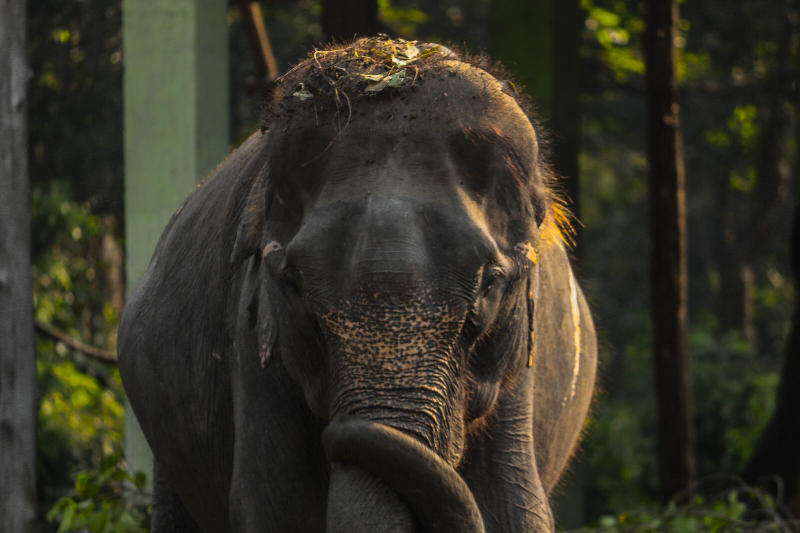Canon EOS 700D (EOS Rebel T5i / EOS Kiss X7i) sample photo. Elephant, animal, nationalpark photography