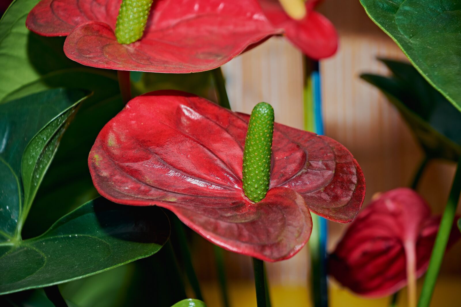 Nikon D7200 sample photo. Flower, petal, plant photography