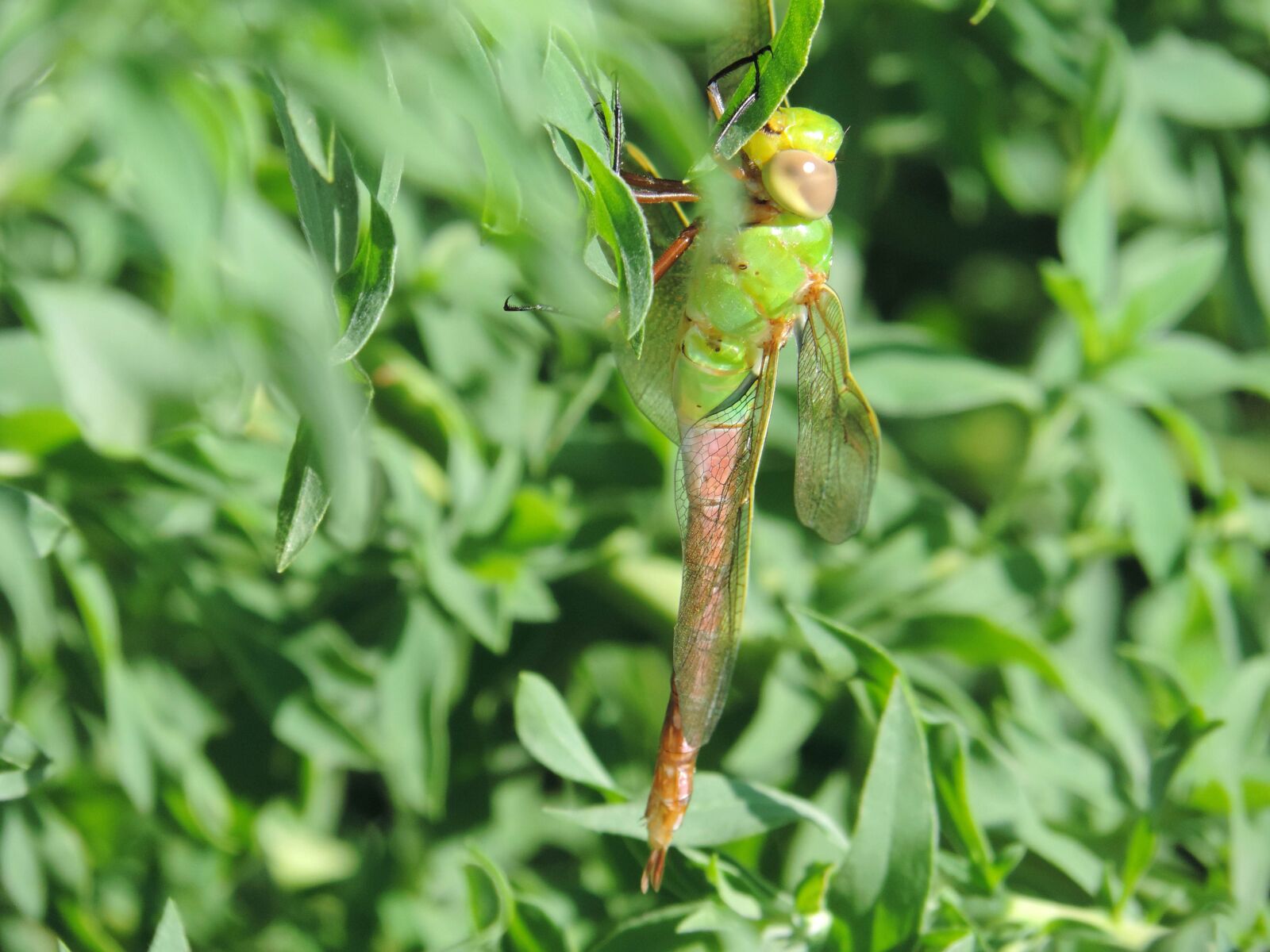 Nikon Coolpix P520 sample photo. Dragonfly, sits, plant photography