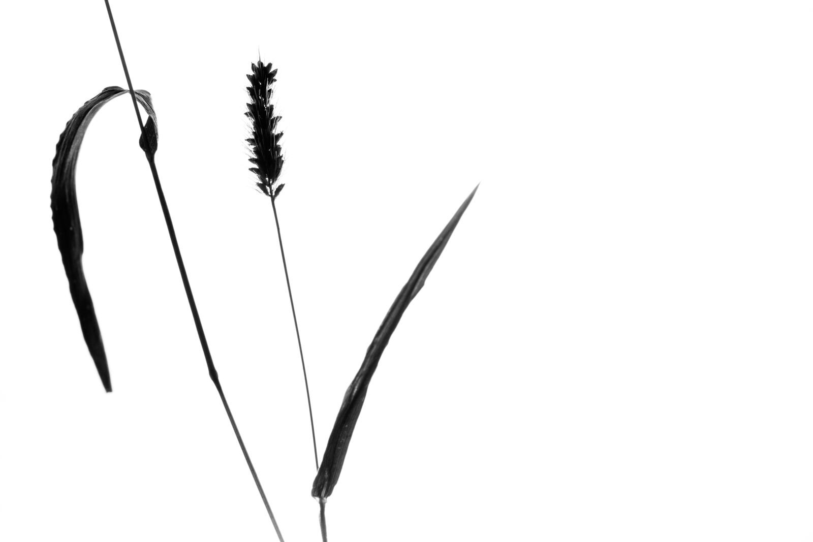 Canon EF-S 60mm F2.8 Macro USM sample photo. Plant, still life, grass photography