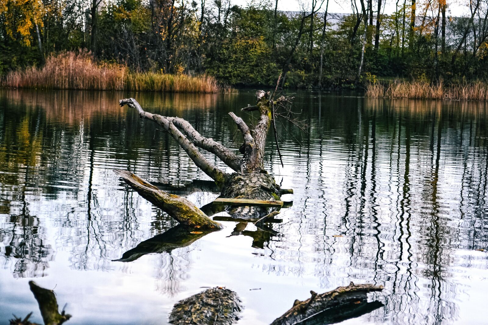 Nikon D3100 sample photo. Autumn landscape, landscape, outdoor photography