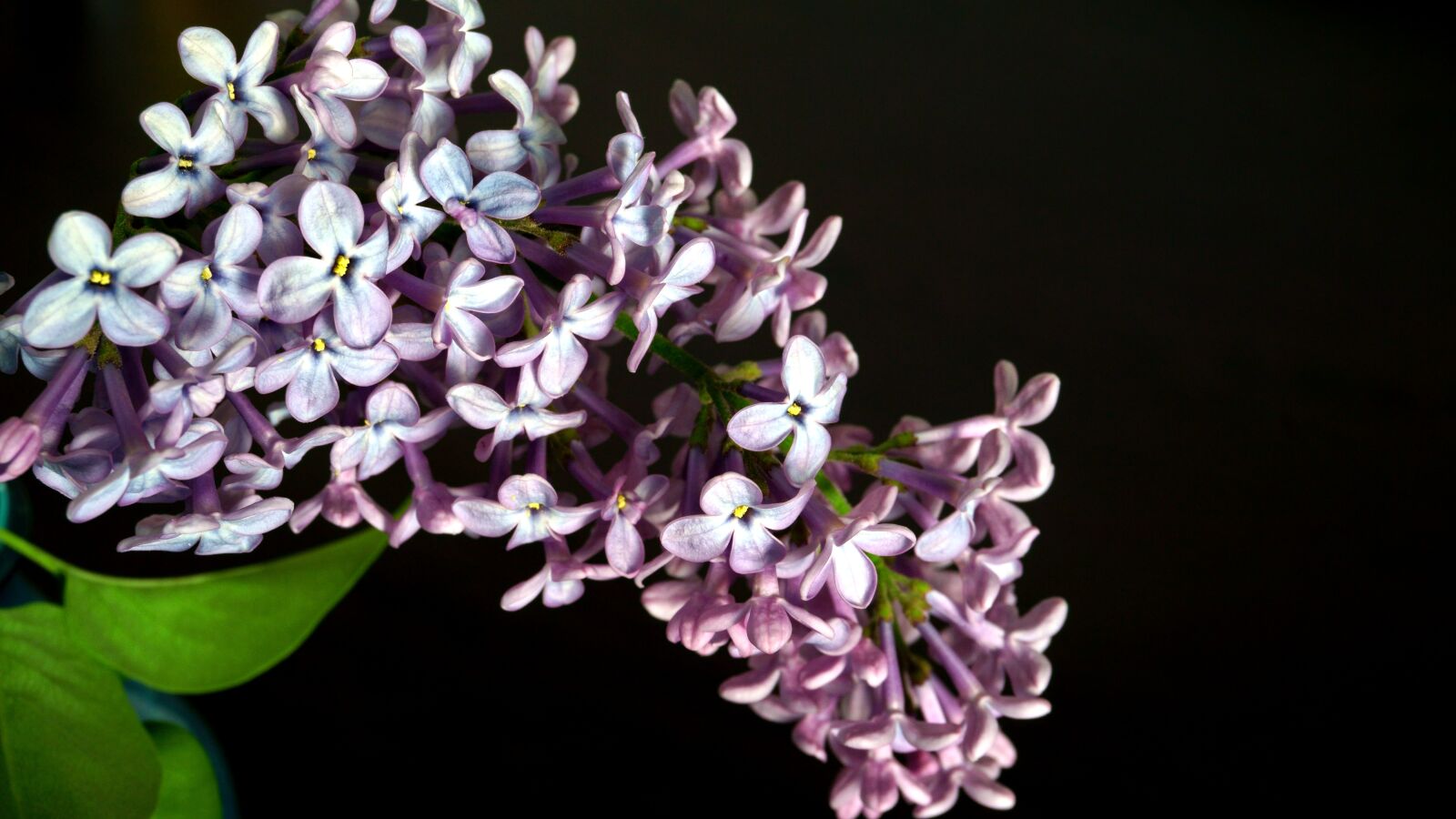 Sony E 16-50mm F3.5-5.6 PZ OSS sample photo. Lilac, flower, nature photography