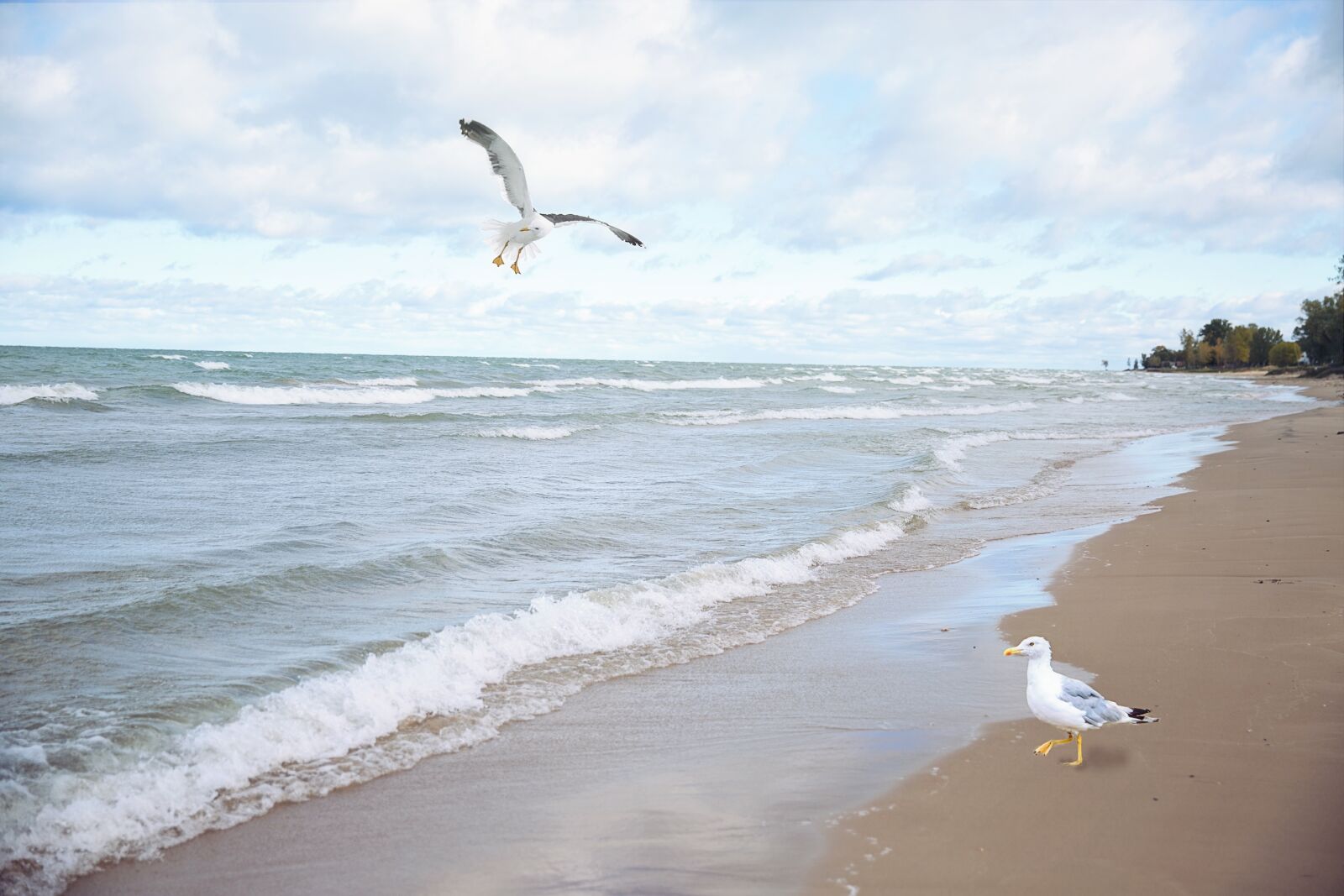 Canon EF 24-70mm F2.8L II USM sample photo. Sea gulls, seagulls, lake photography