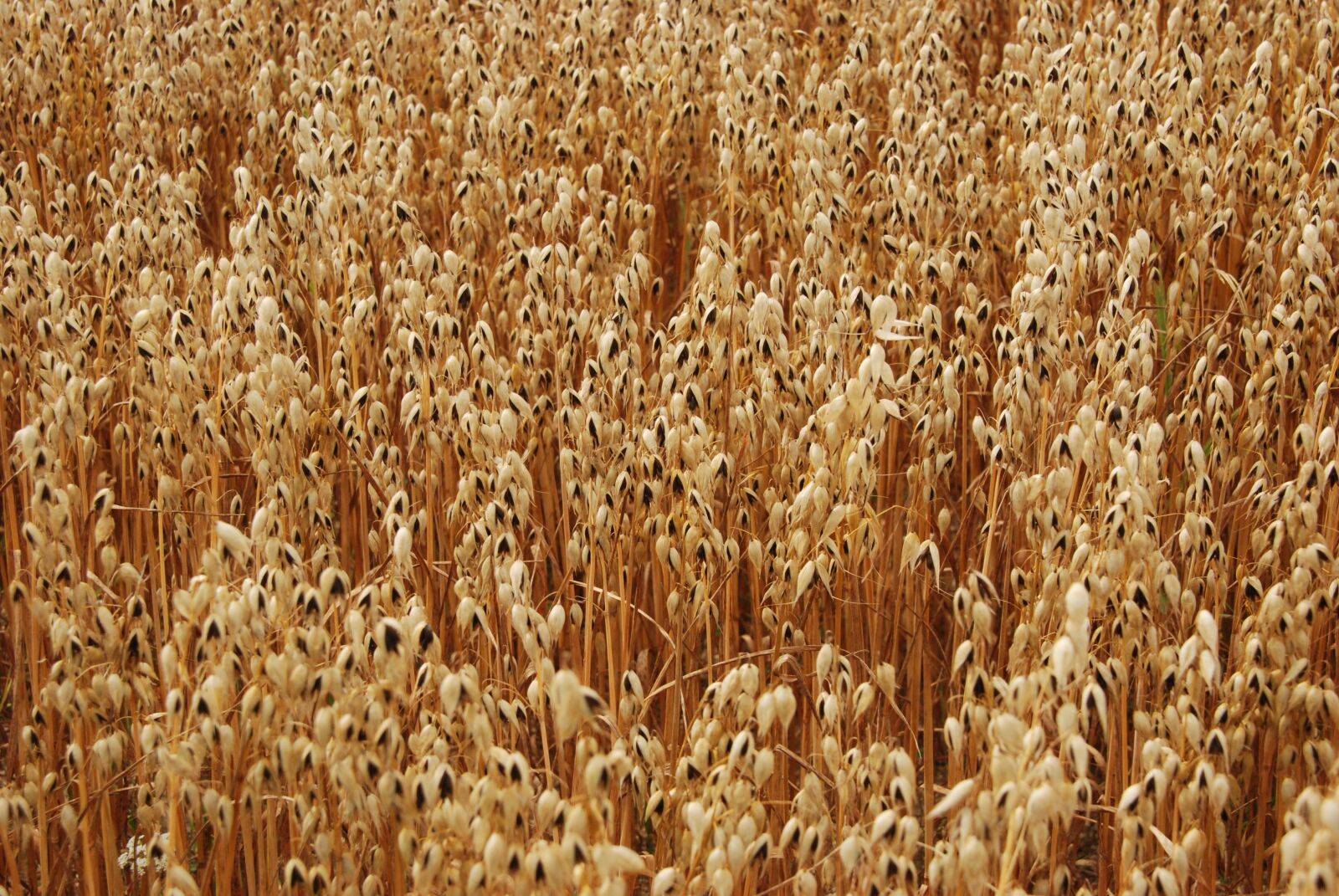 Nikon D80 sample photo. Grain, agriculture, agricultural photography