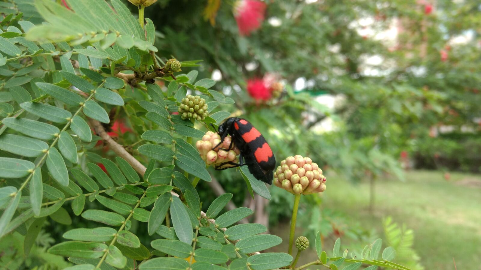 Motorola Moto G (4) sample photo