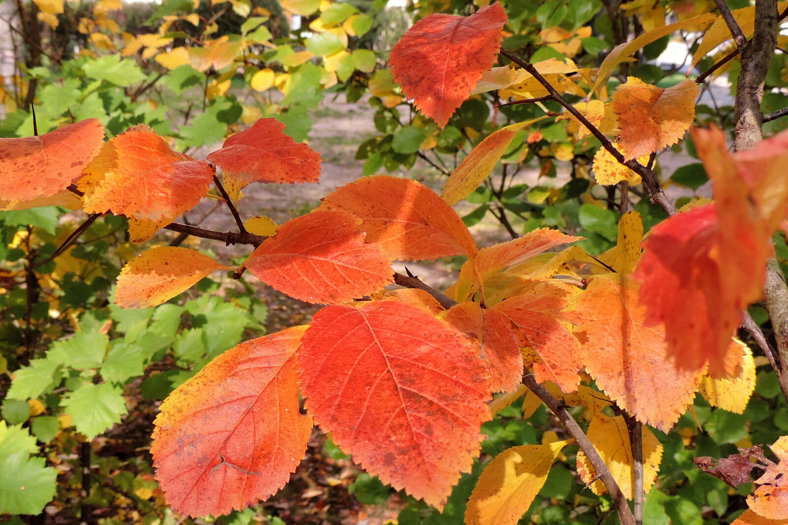 Nikon Coolpix P520 sample photo. Close, up, of, maple photography