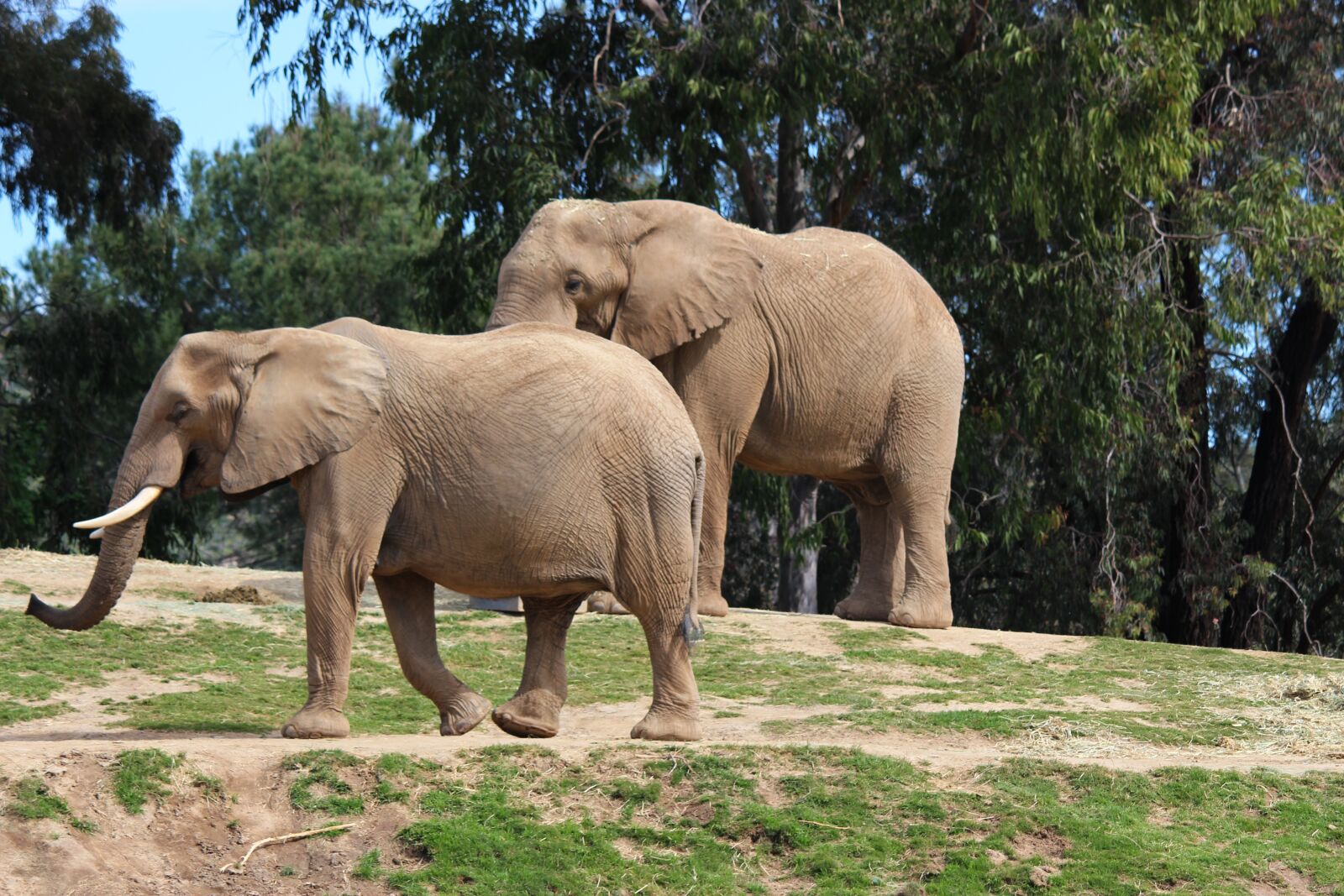 Canon EOS 100D (EOS Rebel SL1 / EOS Kiss X7) + Canon EF-S 55-250mm F4-5.6 IS II sample photo. Elephant, animal, wild photography