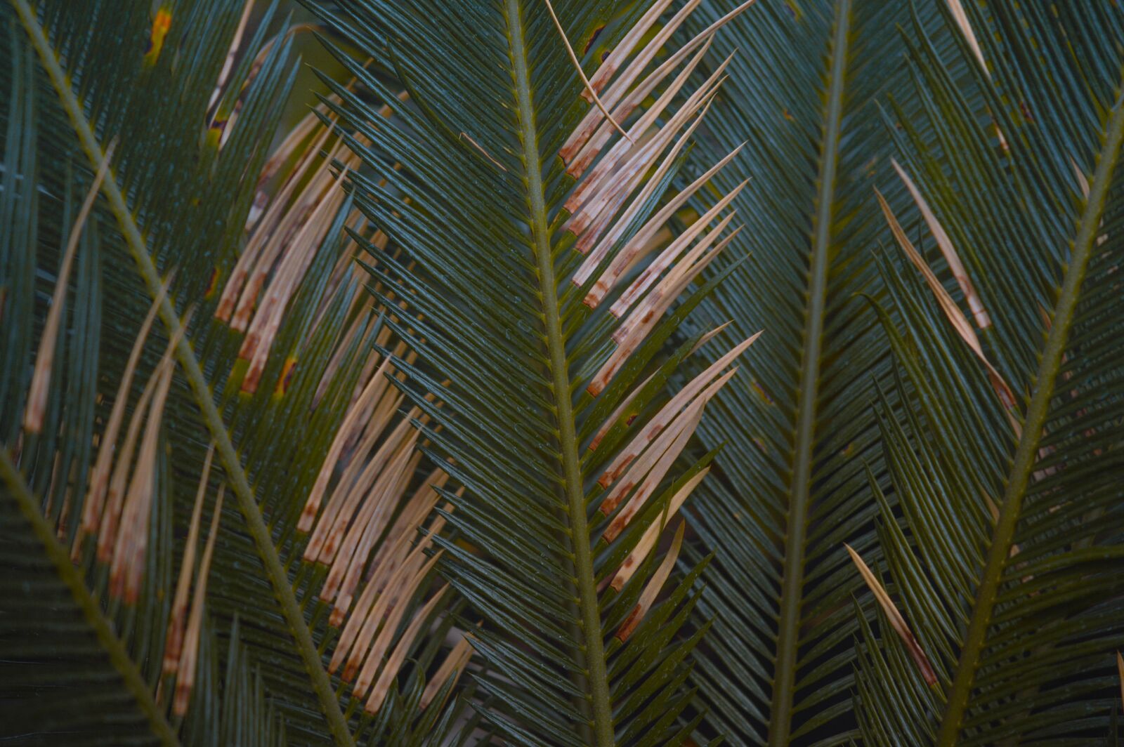 Nikon D3200 sample photo. Botanical, botany, cluj napoca photography