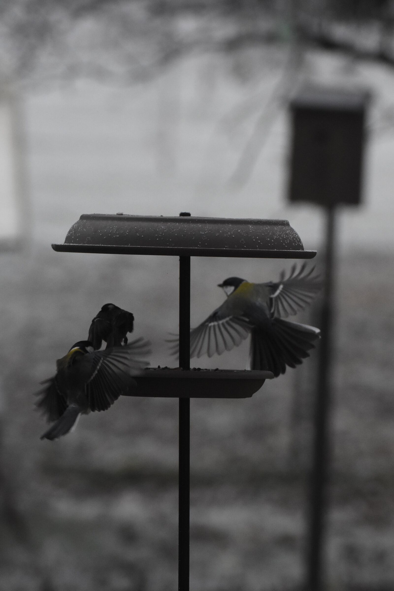 Nikon D7200 sample photo. Tit, birds, garden photography