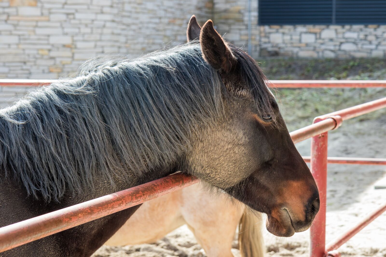 Canon EOS 7D Mark II sample photo. The horse, the head photography