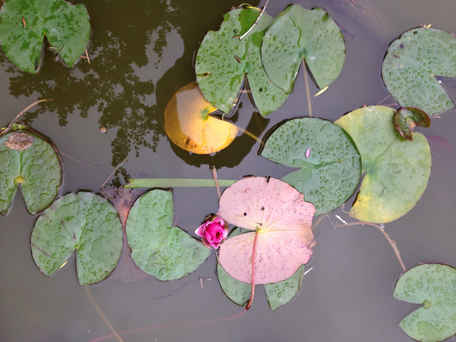 iPhone 5 back camera 4.12mm f/2.4 sample photo. Pond, aquatic, natural photography
