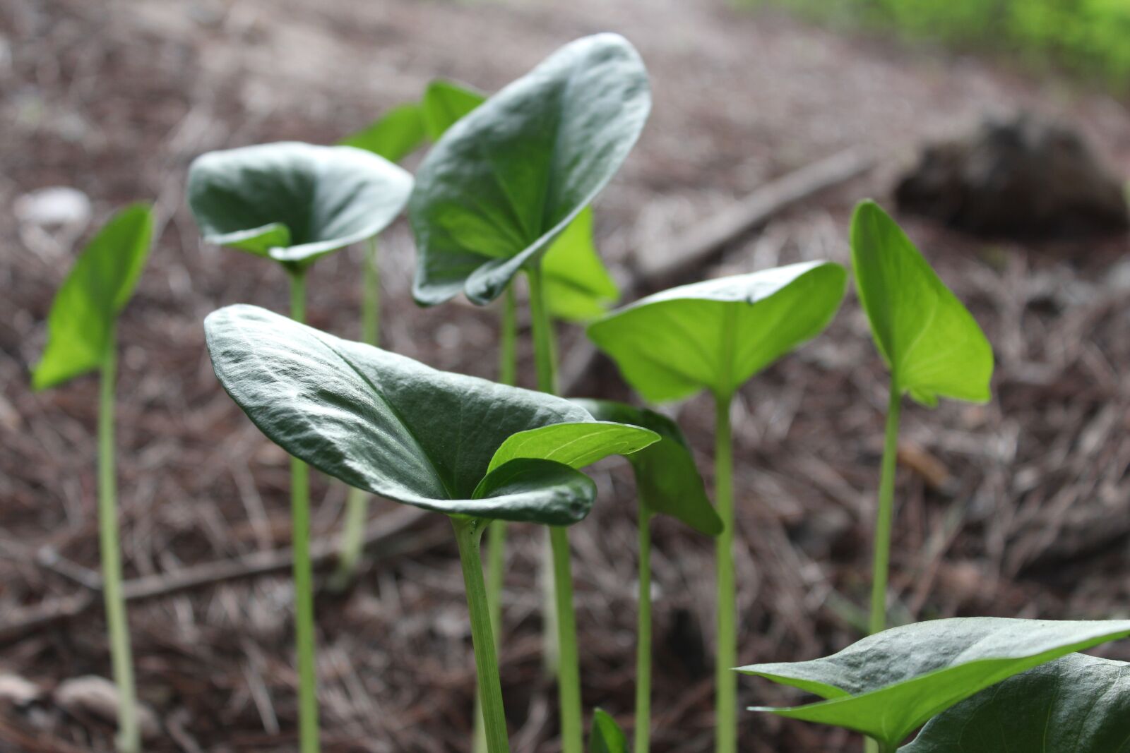 Canon EOS 1200D (EOS Rebel T5 / EOS Kiss X70 / EOS Hi) sample photo. Nature, leaf, plant photography