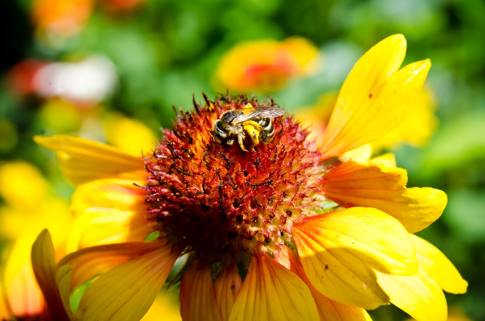 Nikon D7000 sample photo. Bee, bee collectiong pollen photography