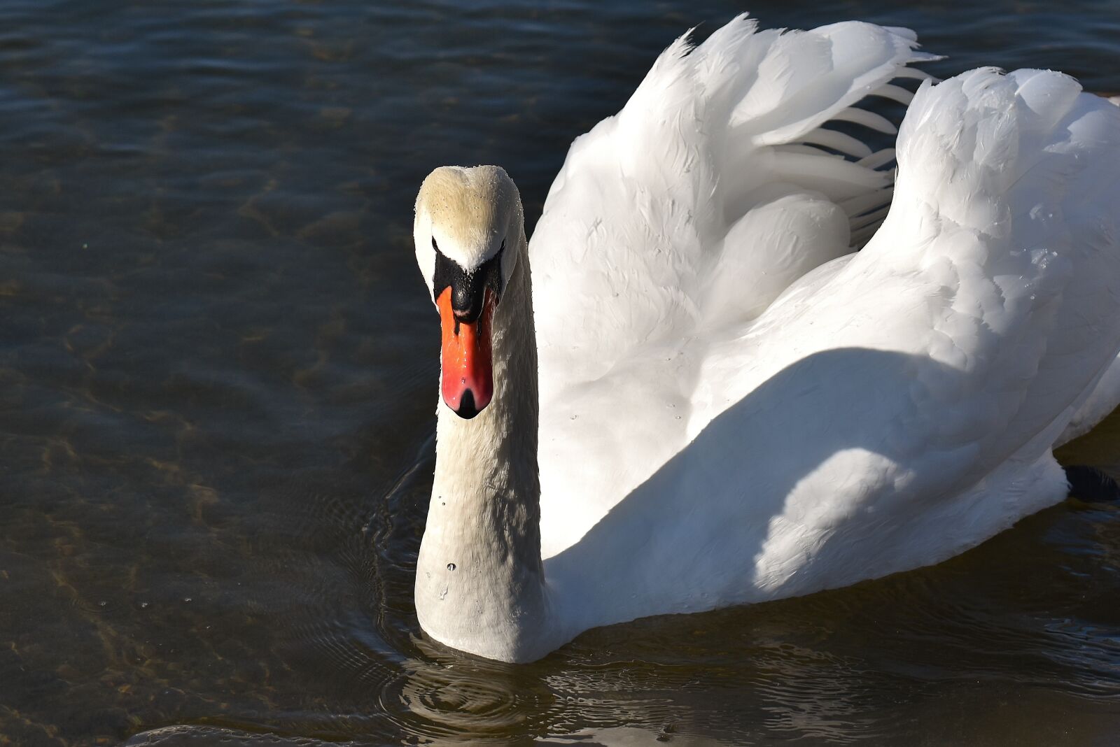 Nikon D7200 sample photo. Swan, waterfowl, poultry photography