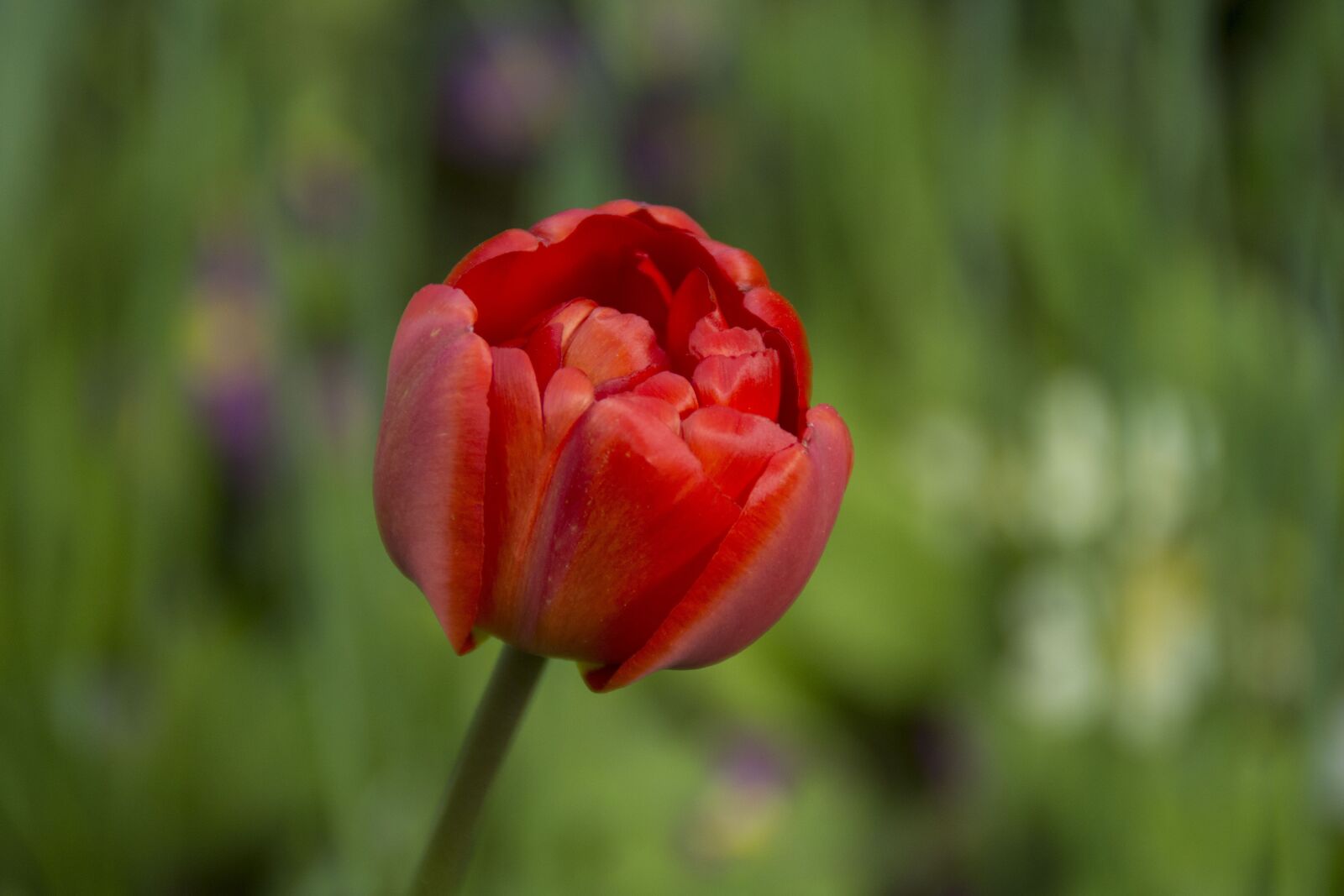 Sony SLT-A77 sample photo. Tulip, blossom, bloom photography
