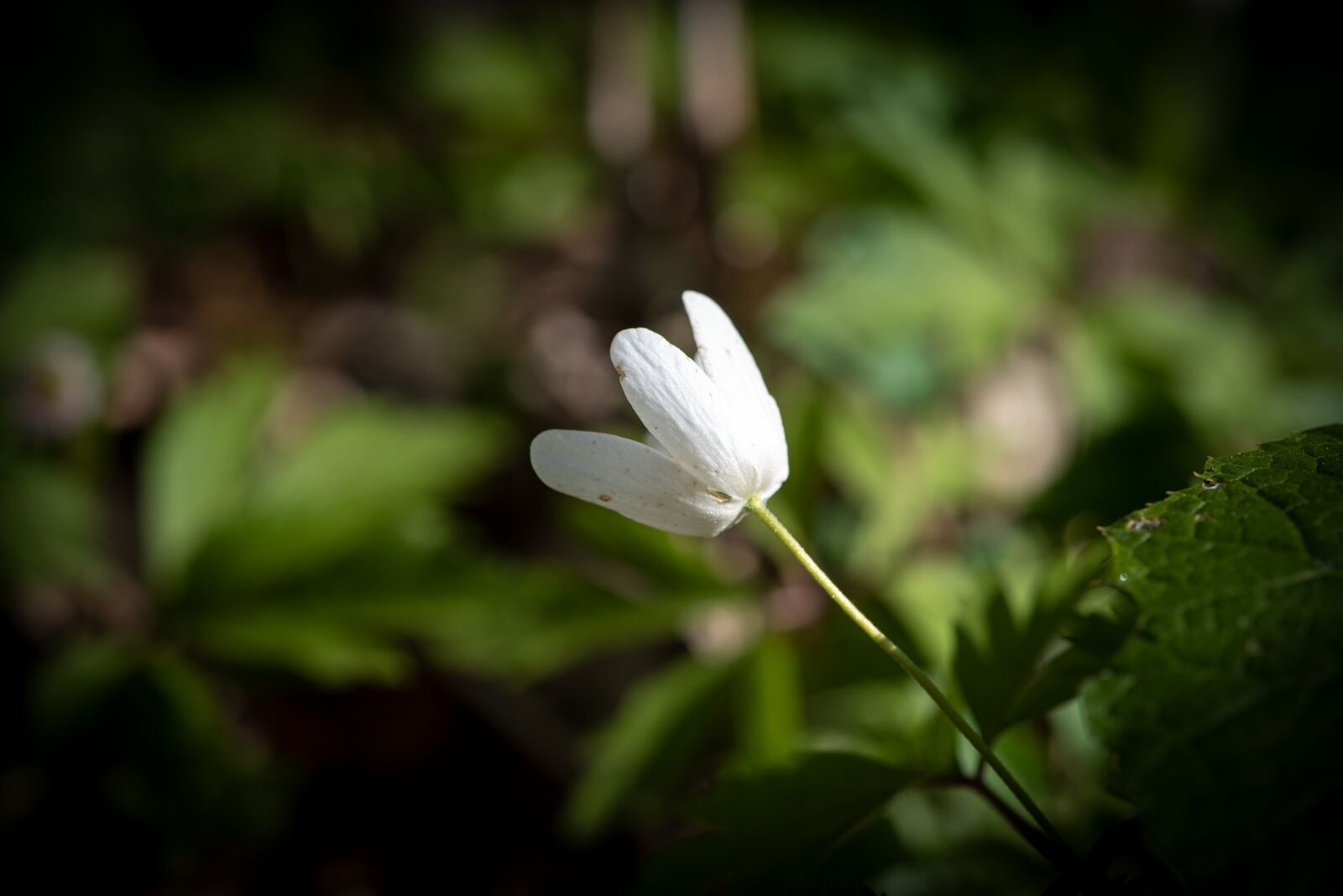 Nikon D750 sample photo. Flower, blossom, bloom photography