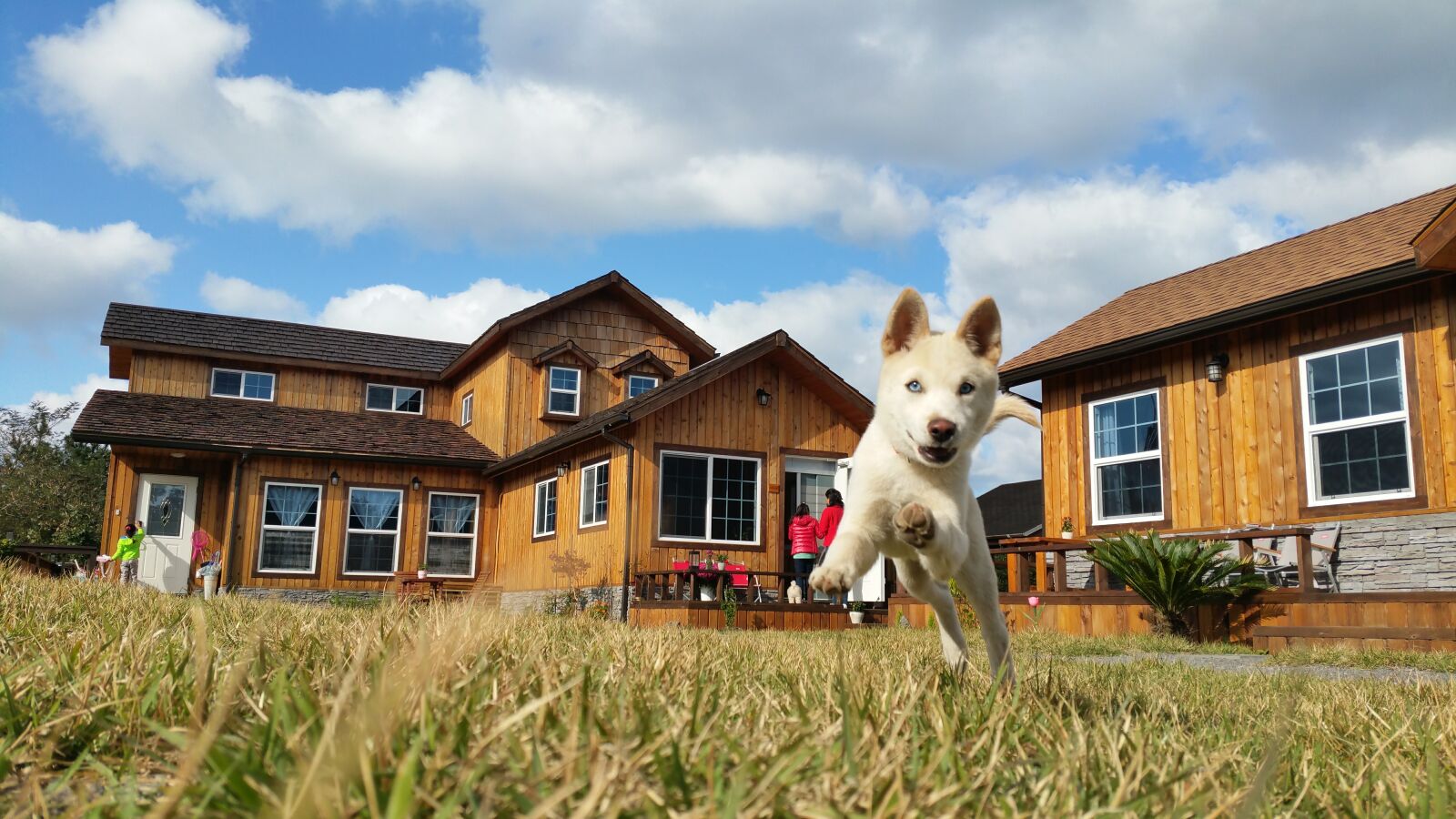 Samsung Galaxy S5 sample photo. Korean jindo, dog breed photography