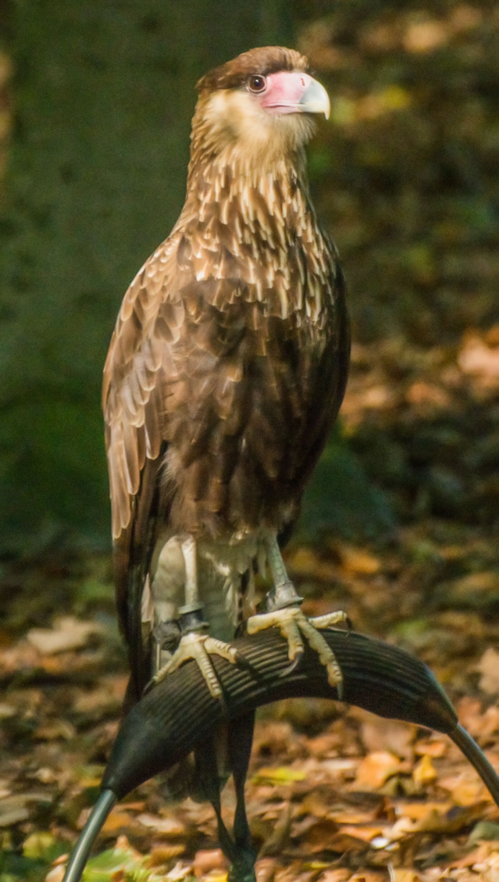 Nikon D7100 sample photo. Bird of prey, nature photography