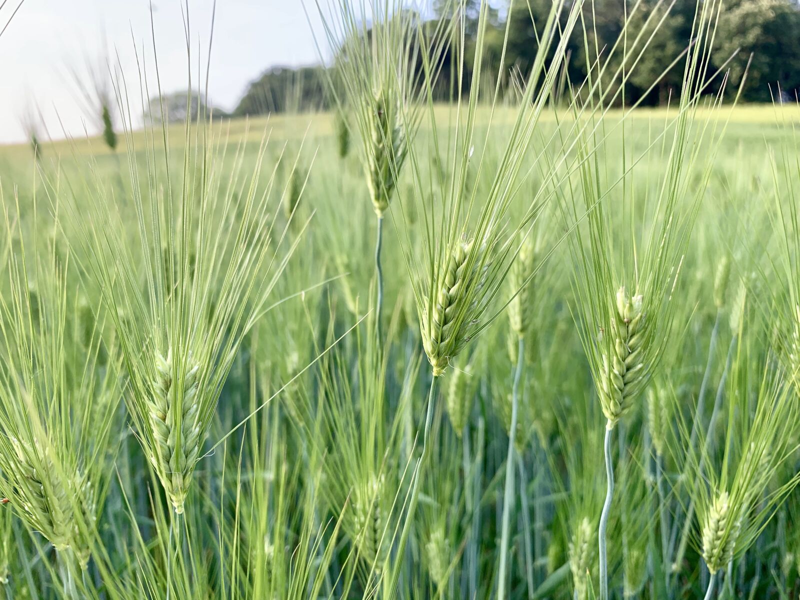 Apple iPhone XS sample photo. Barley, green, nature photography