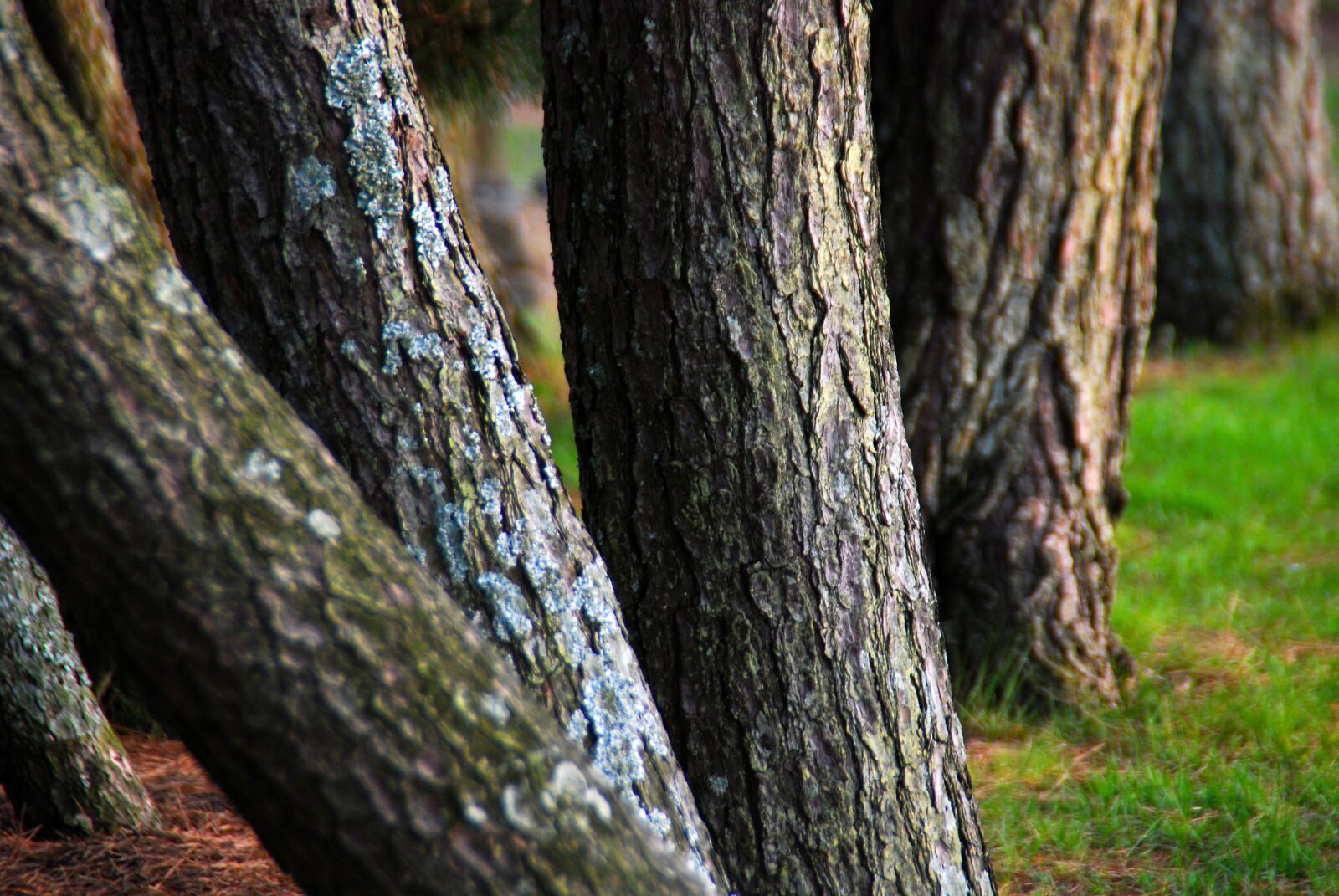Nikon D40X sample photo. Tree, tress, wood photography