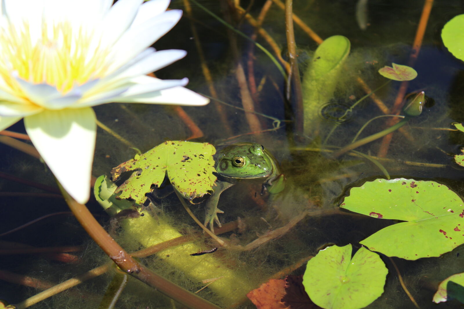 Canon EOS 1200D (EOS Rebel T5 / EOS Kiss X70 / EOS Hi) sample photo. Frog, green, nature, reptile photography