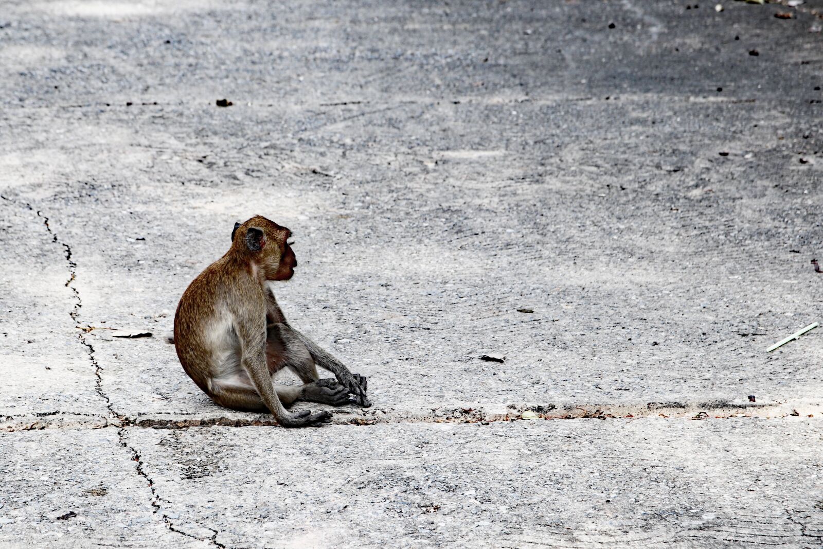 Canon EOS 80D sample photo. Monkey, animal, monkey temple photography
