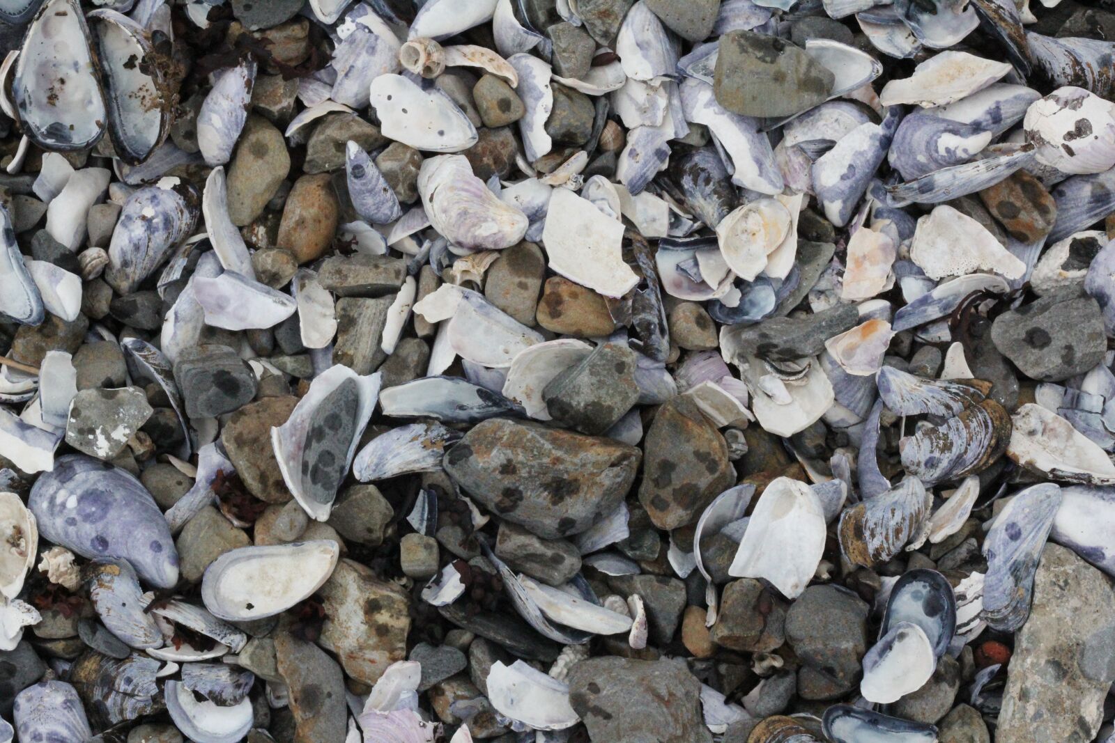 Canon EOS 60D sample photo. Shells, rocks, beach photography