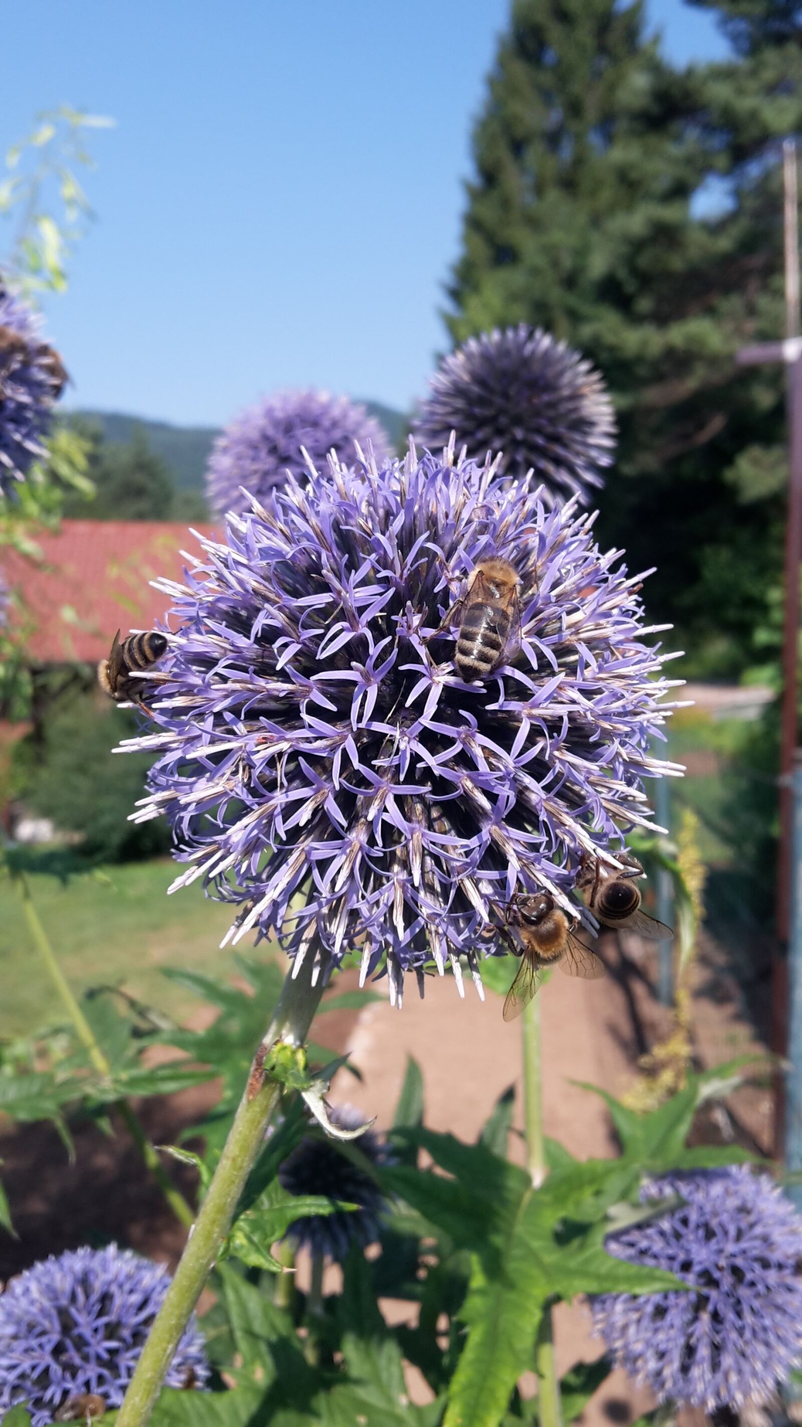 Samsung Galaxy S5 Mini sample photo. Bees, honey, echinops photography