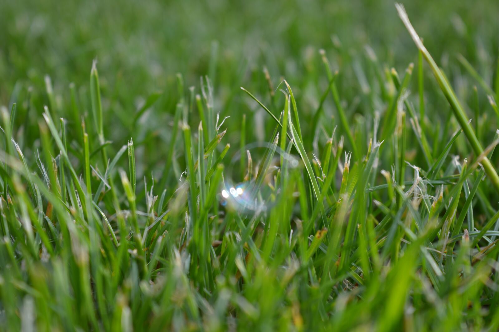 Nikon D3200 sample photo. Grass, green, bubble photography