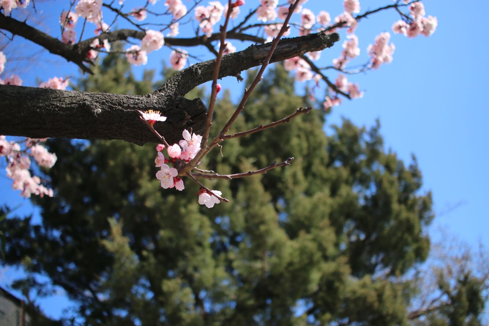 Canon EOS 70D + Canon EF-S 24mm F2.8 STM sample photo. Cherry blossom, flowers, spring photography