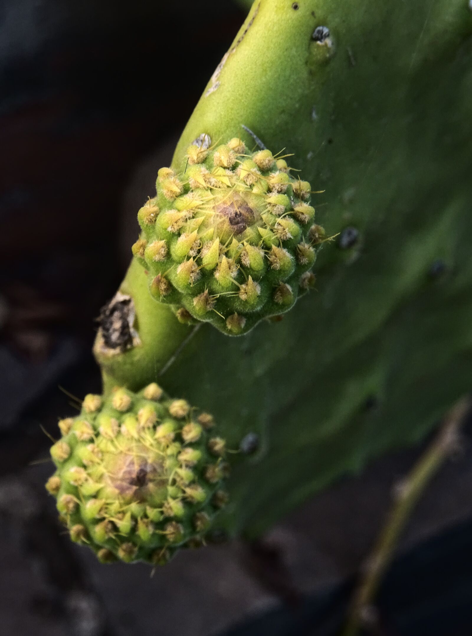 Sony DSC-HX60 sample photo. Cactus, prickly pear, fruit photography