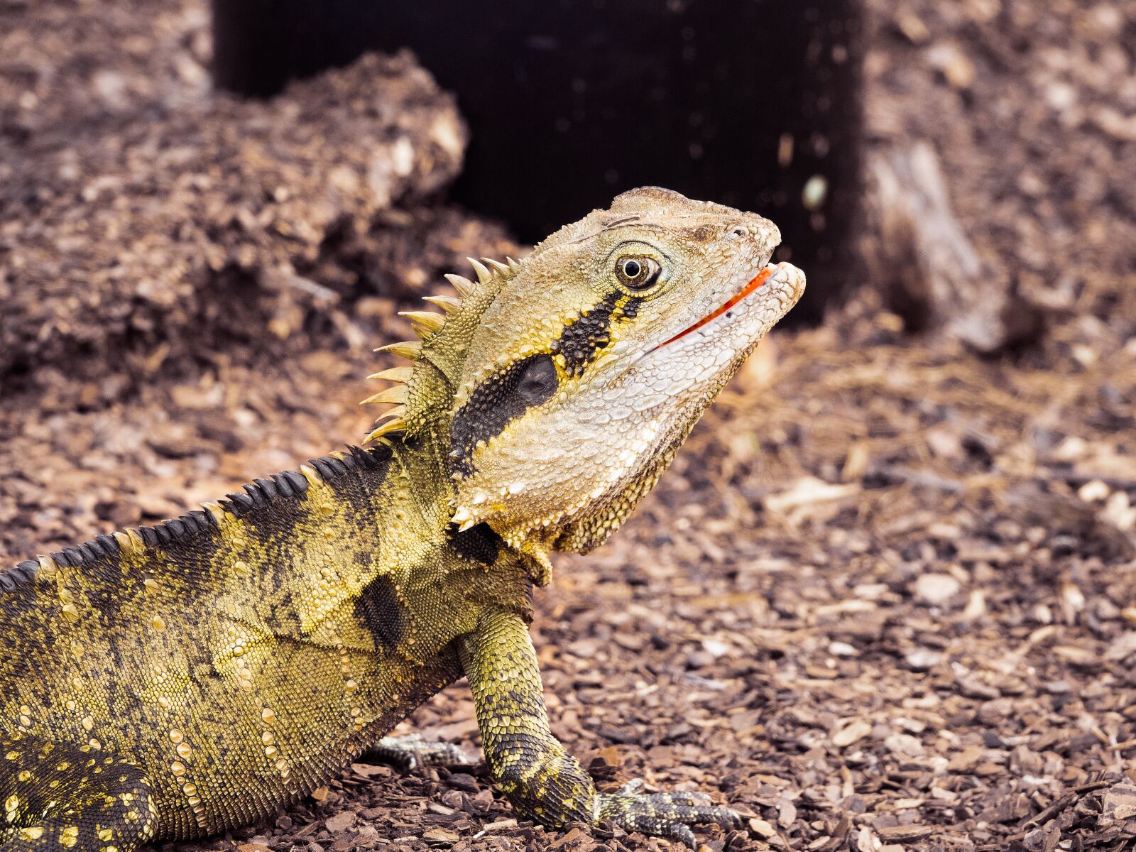 Sony Cyber-shot DSC-RX10 III sample photo. Lizard, reptile, waterdragon photography