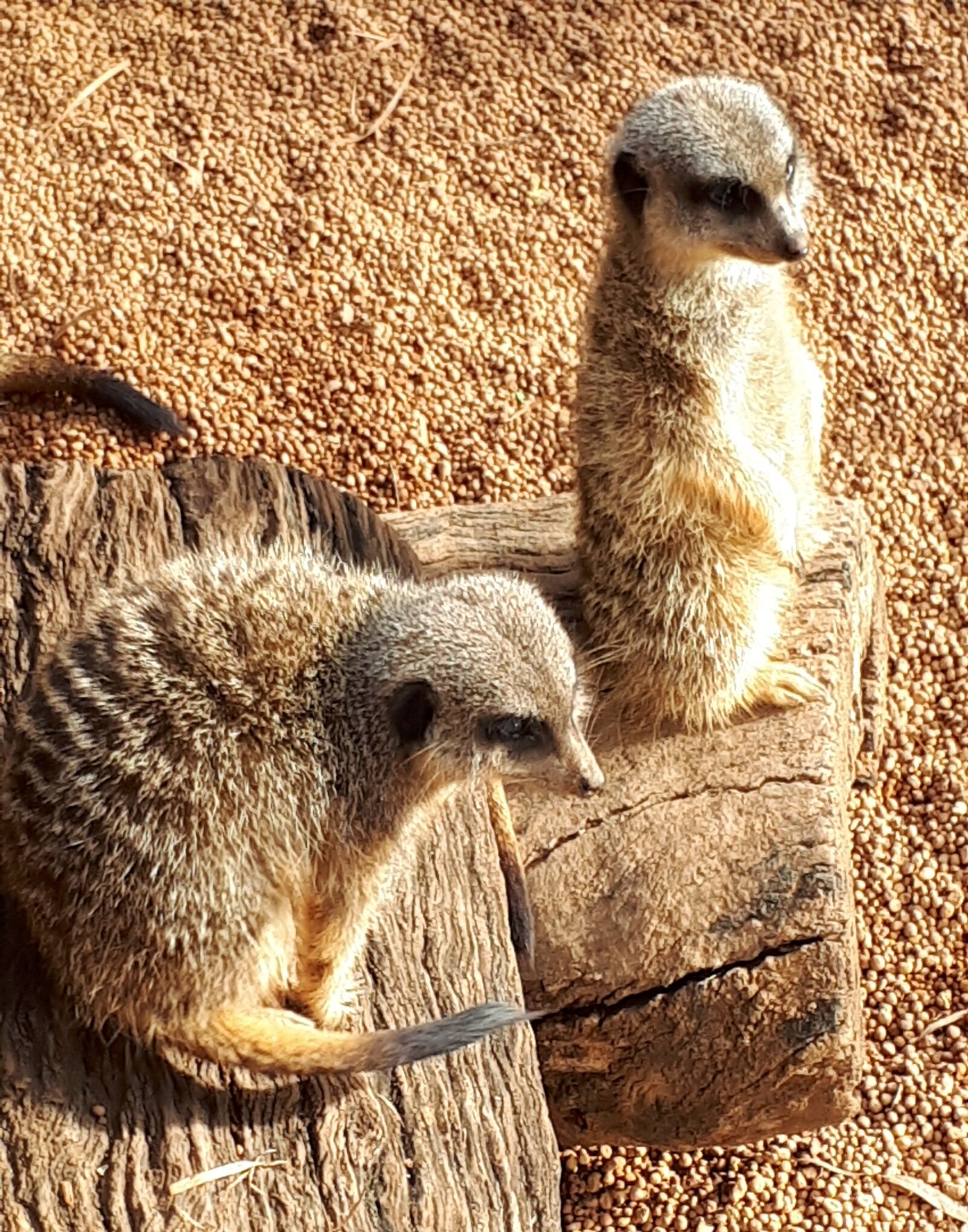 Samsung Galaxy A5(2017) sample photo. Meerkats, perth zoo, perth photography