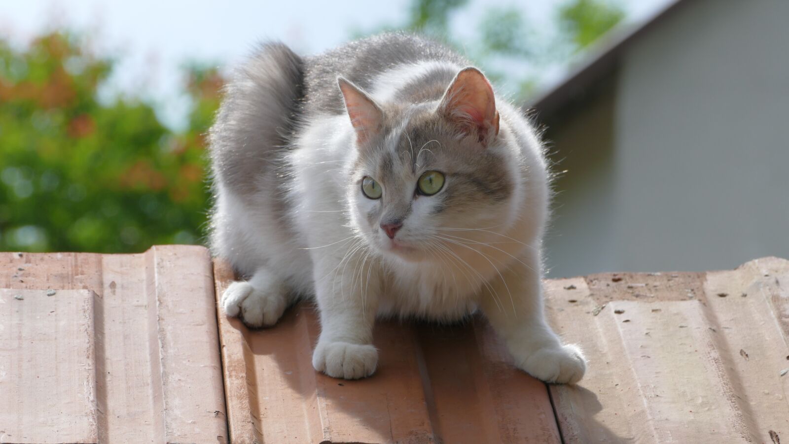 Panasonic Lumix DMC-FZ1000 sample photo. Cat, tomcat, kitten photography