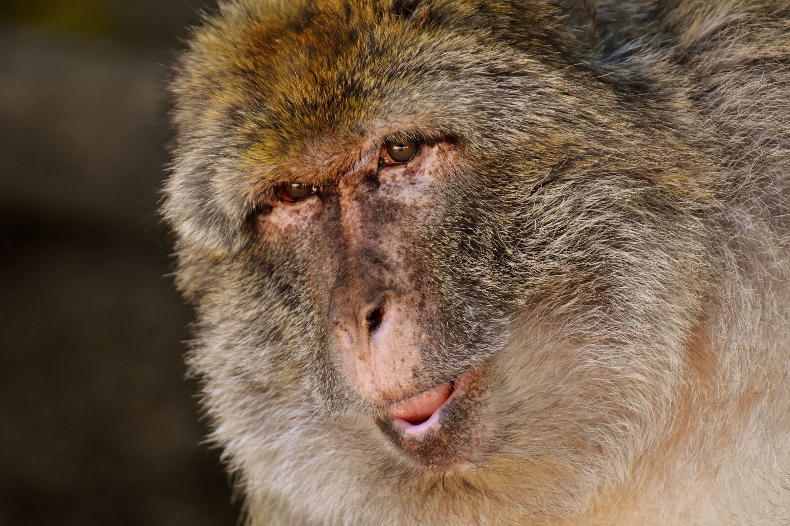 Nikon D7200 sample photo. Barbary ape, endangered species photography