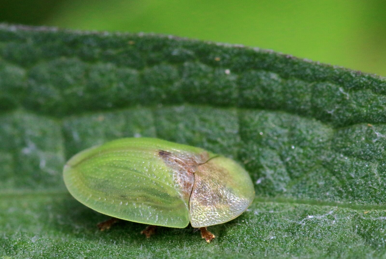 Canon EOS 80D sample photo. Green tortoise beetle, insect photography