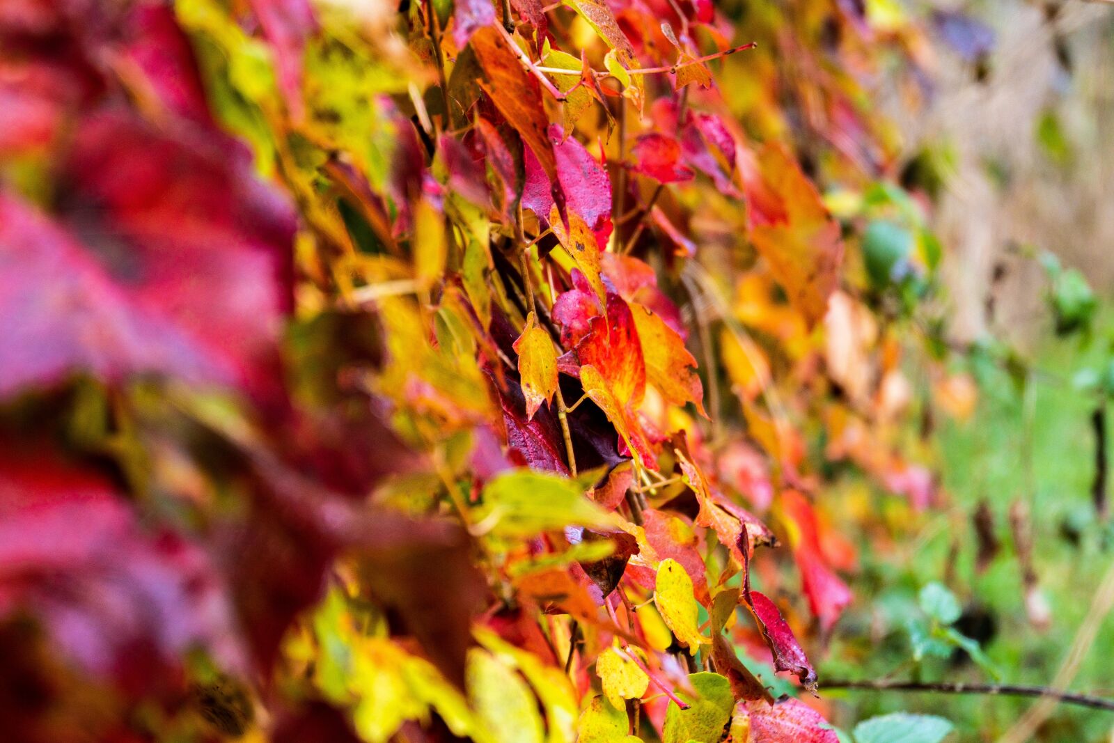 Sony a6500 + Sony E 18-200mm F3.5-6.3 OSS LE sample photo. Autumn, fall color, leaves photography