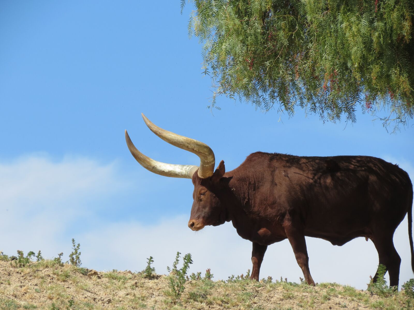 Canon PowerShot SX40 HS sample photo. Texas longhorn cattle, san photography
