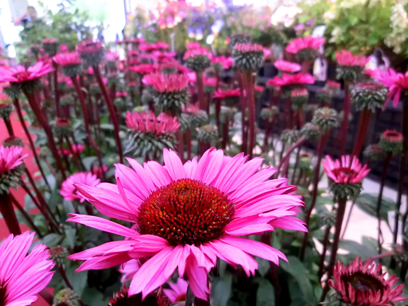 CASIO EX-H30 sample photo. Colorful, colourful, flowers, plant photography
