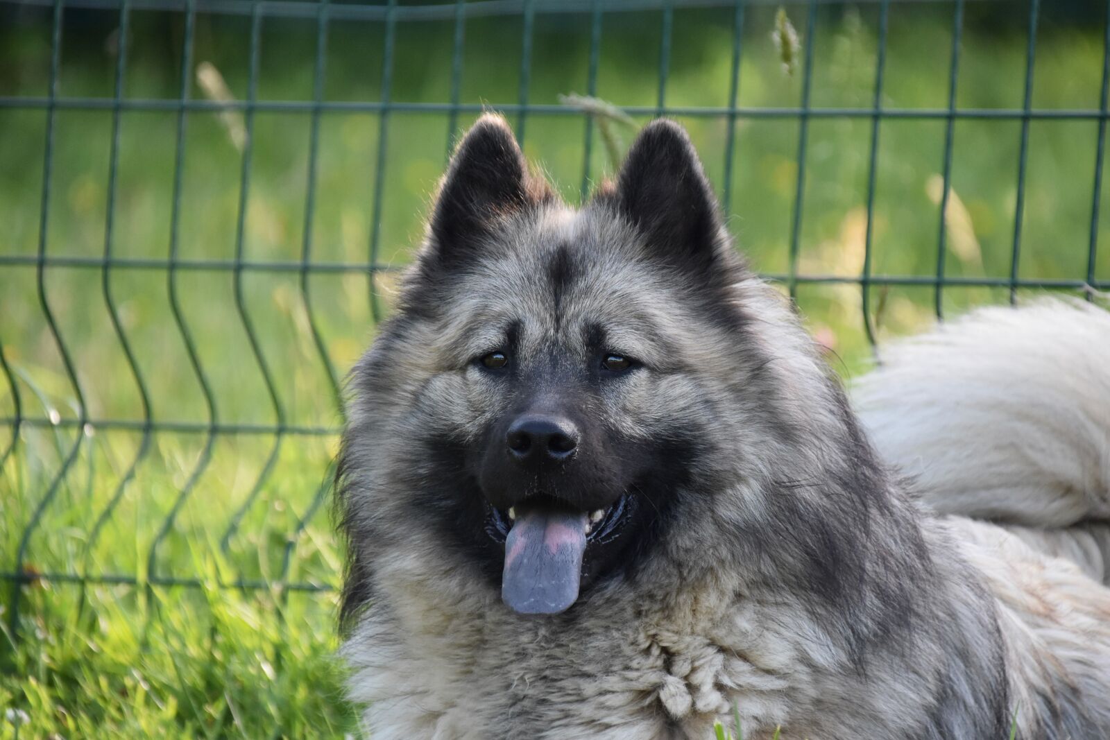 Nikon D5600 sample photo. Dog, dog eurasier, canine photography