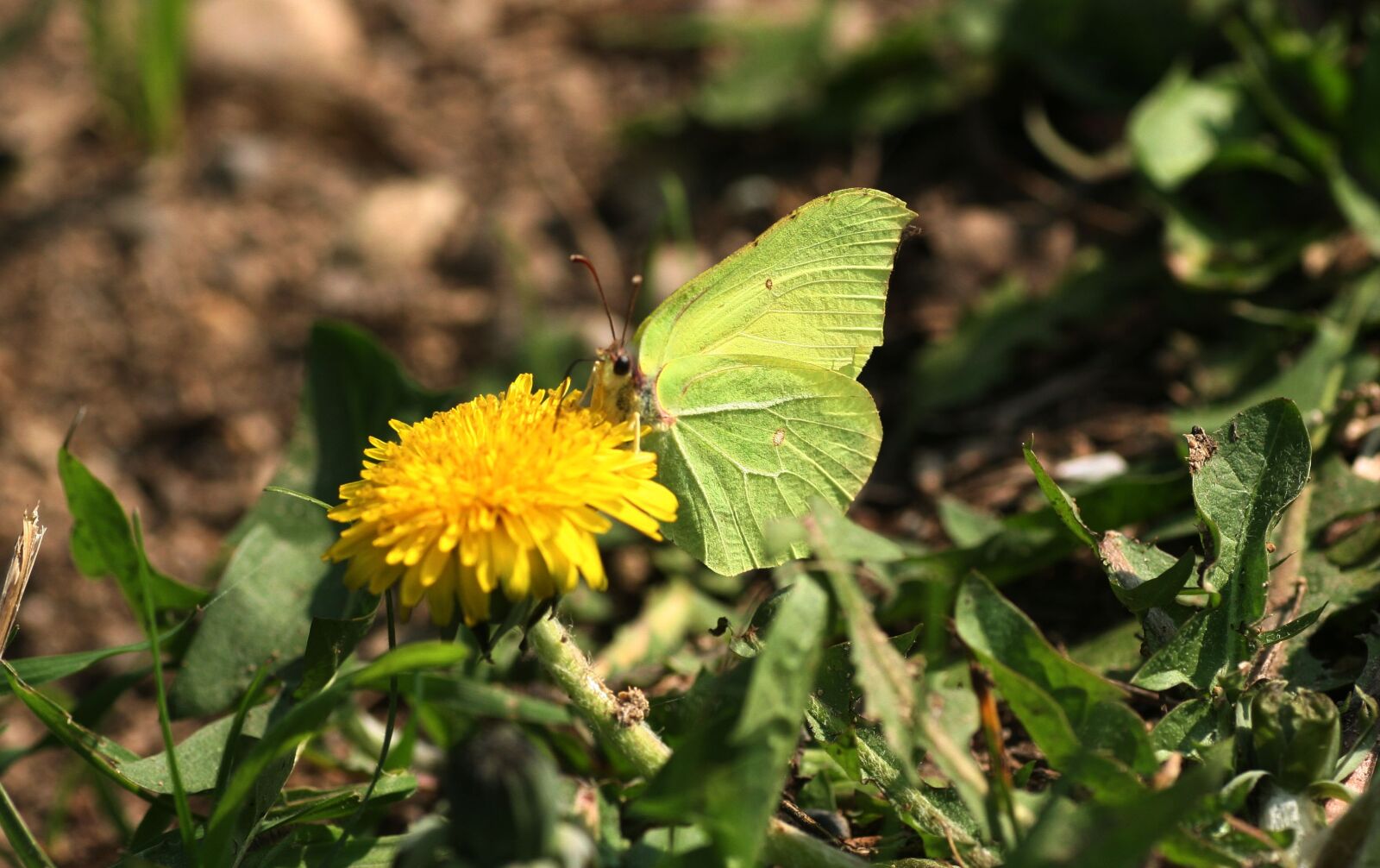 Canon EOS 350D (EOS Digital Rebel XT / EOS Kiss Digital N) sample photo. Butterfly, lemon, insects photography