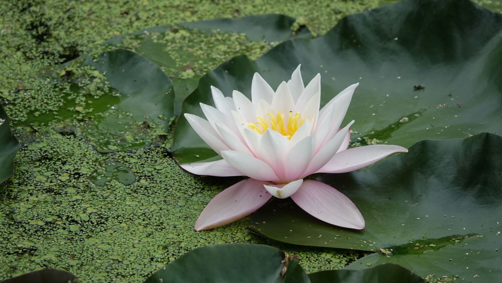 Sony Cyber-shot DSC-RX10 III sample photo. Water lily, forest of photography