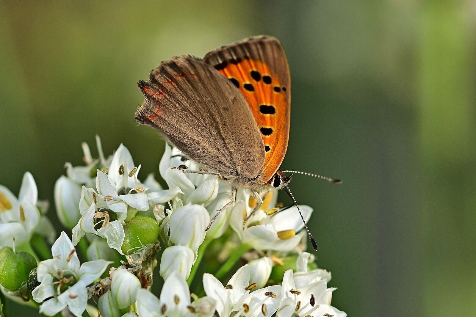 Nikon D5200 sample photo. Butterfly, banghal, close up photography