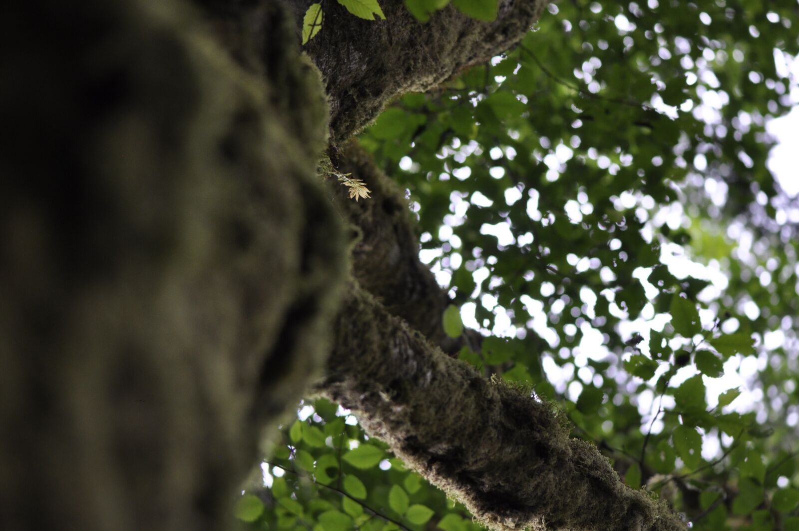 Nikon D90 sample photo. Nature, forest, tree photography