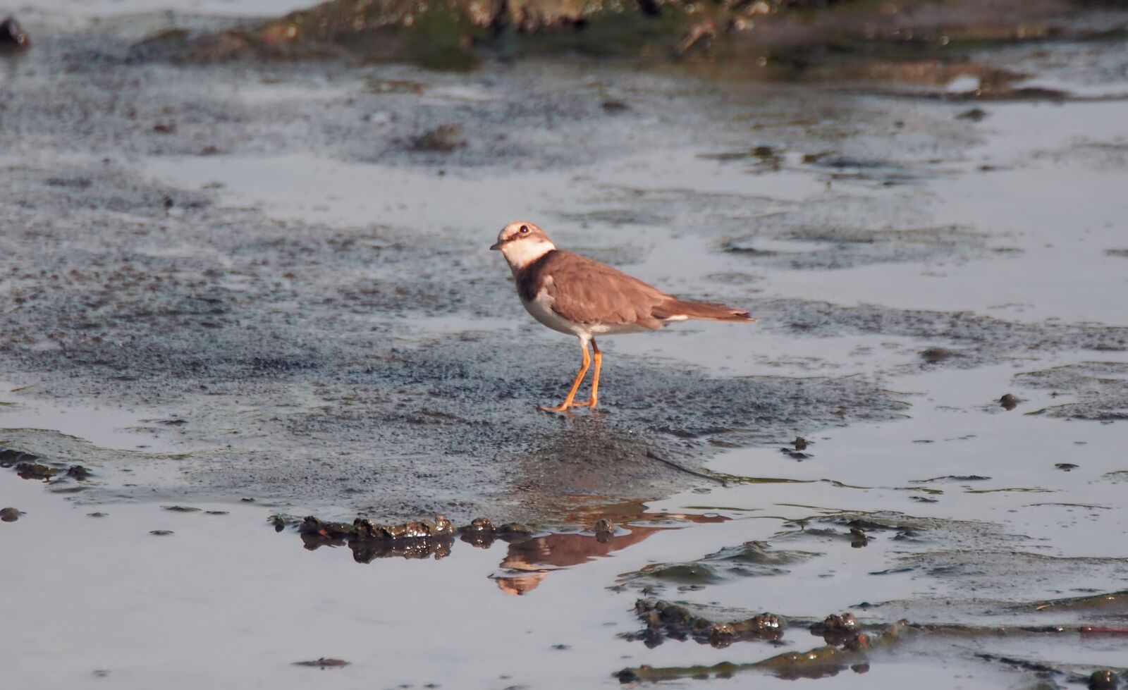 Olympus OM-D E-M1 sample photo. Common ring plover, migratory photography