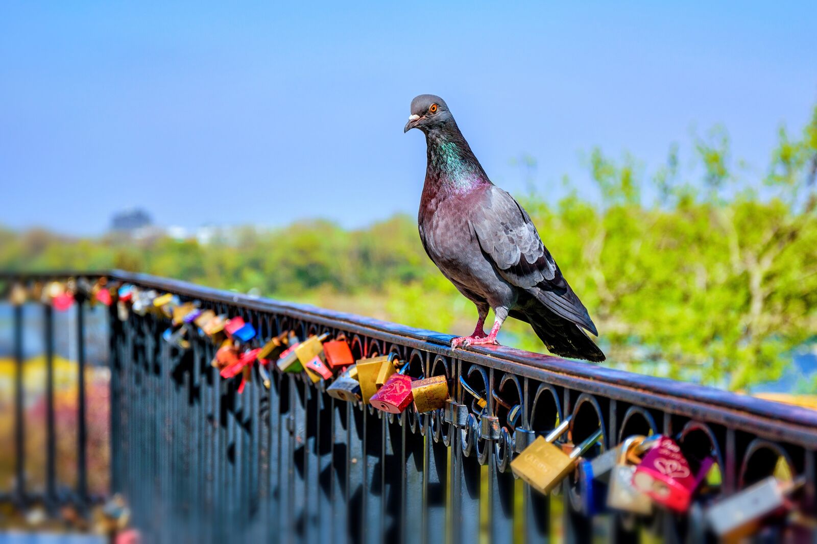 Nikon D5500 sample photo. Pigeon, padlock, padlocks labels photography